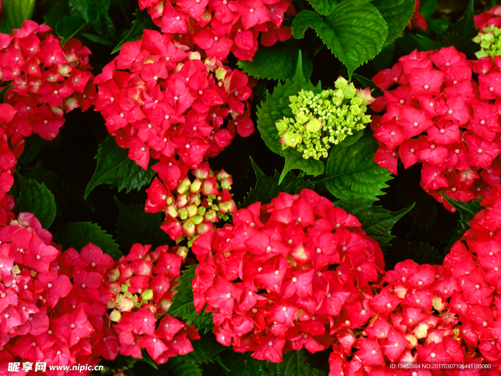 绣球花