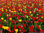 郁金香花园