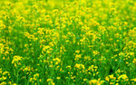 油菜花