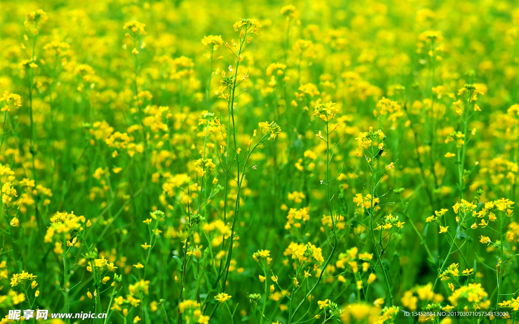 油菜花