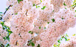 日本樱花