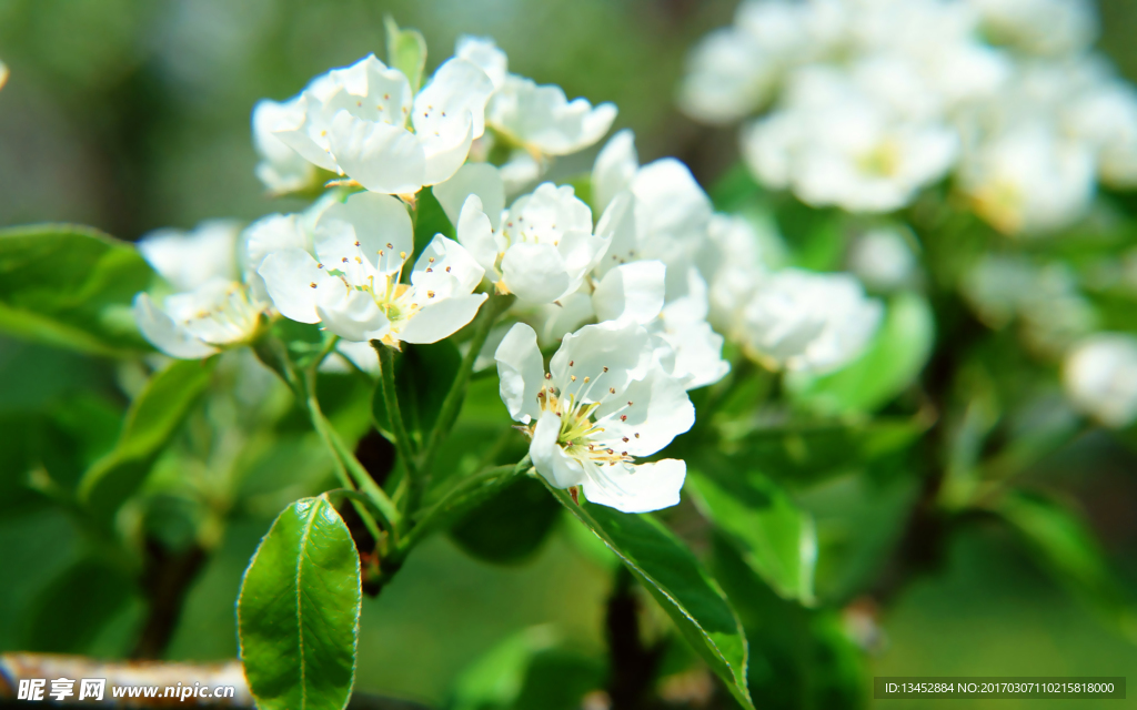 梨花