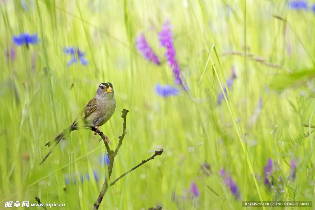花丛中的小鸟