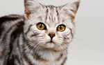 虎纹小猫