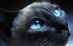 猫的眼睛