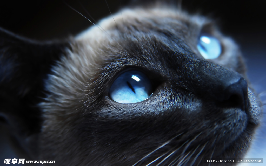猫的眼睛