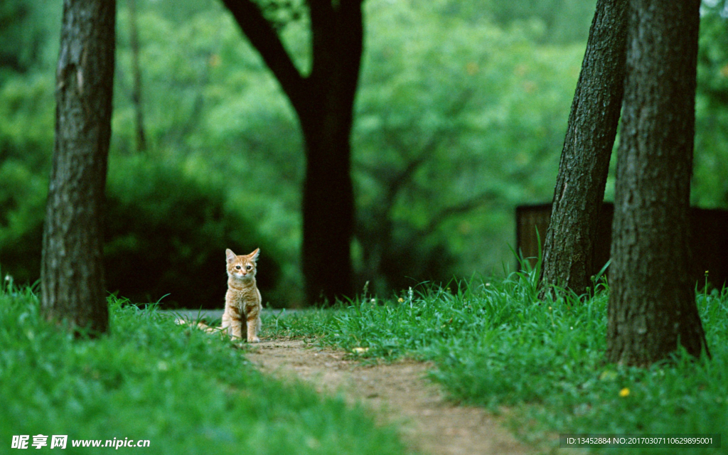 公园里的猫