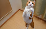 跳跃的猫