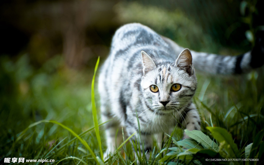 草丛里的猫