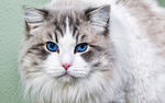 布偶猫