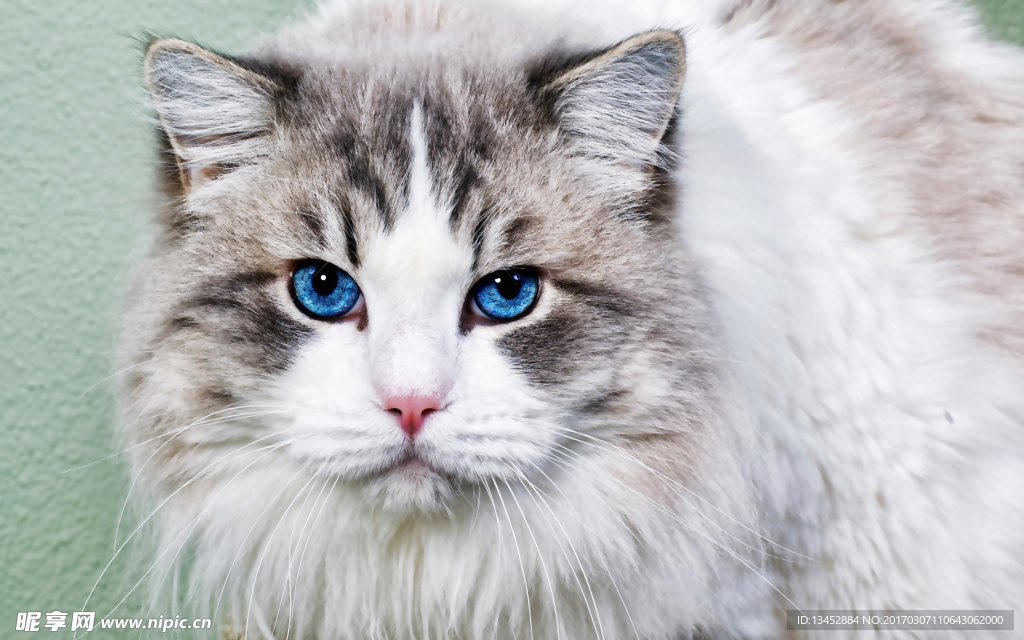 布偶猫