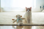 猫咪和布偶熊