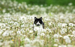 花园里的猫