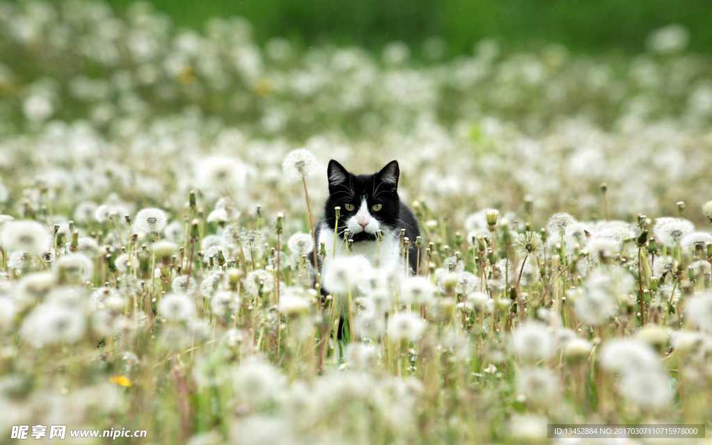 花园里的猫