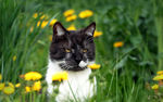 草地里的猫