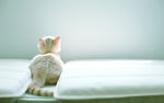小花猫