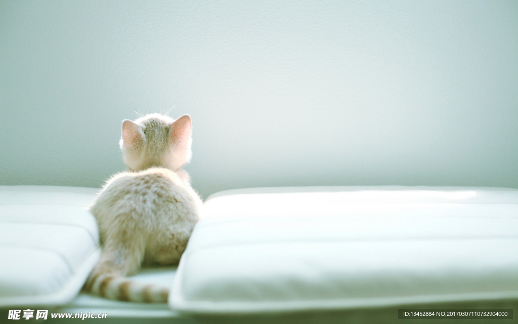 小花猫