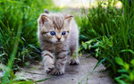 草地里的猫