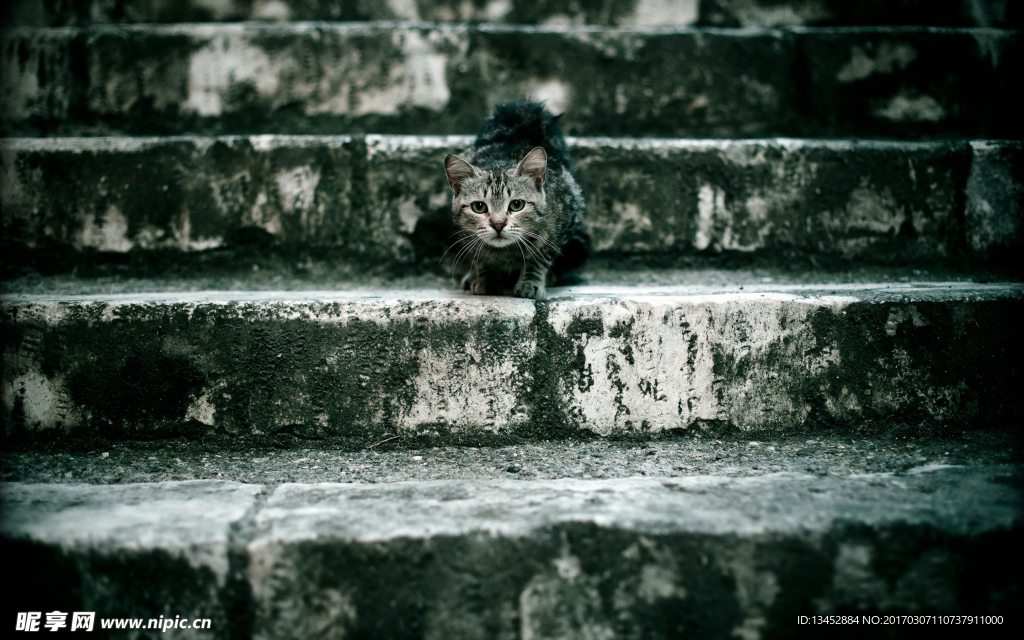 台阶上的小猫