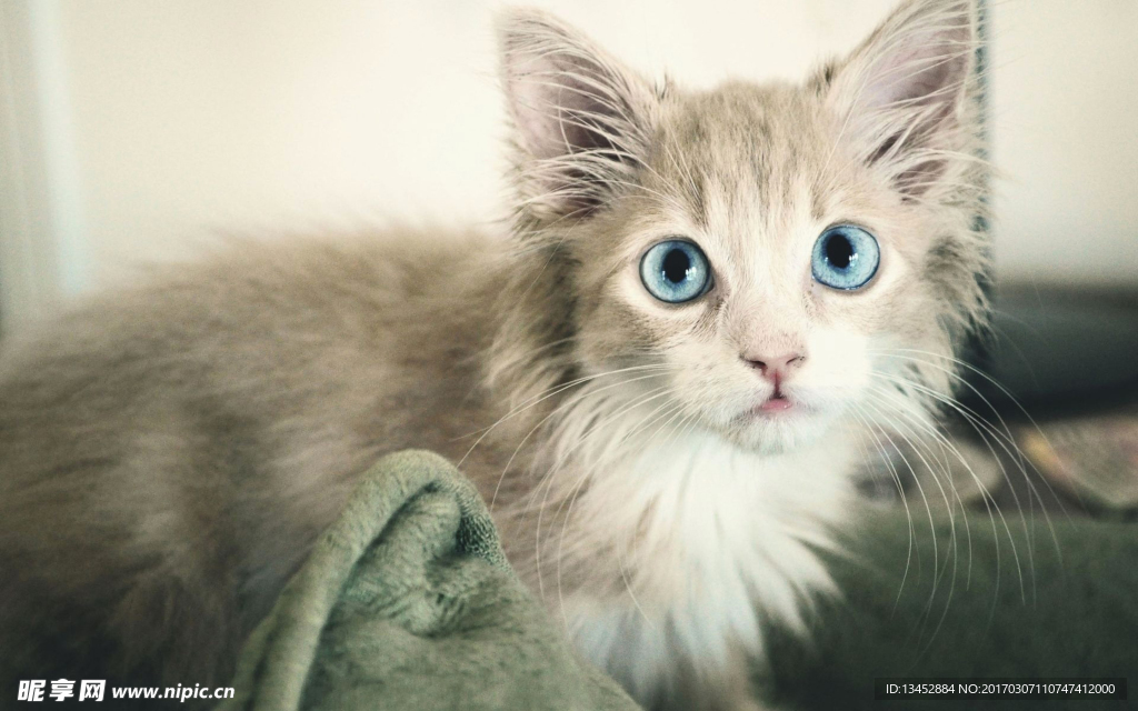 猫咪