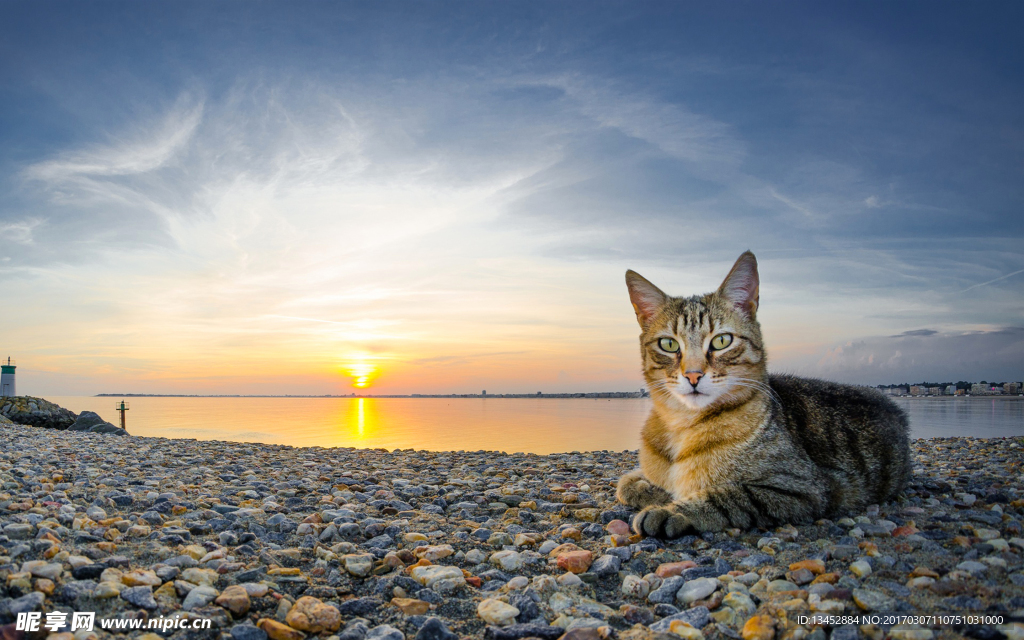 乱石滩上的猫