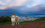 秋田犬