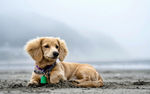 金毛犬