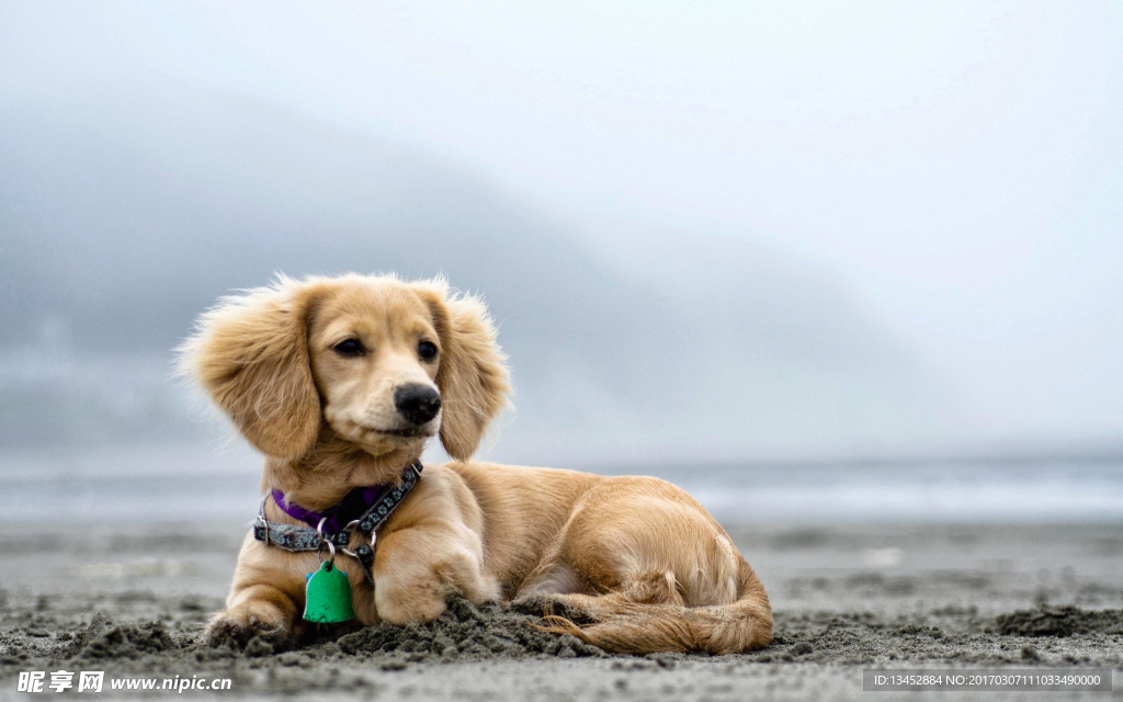 金毛犬