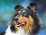 边境牧羊犬