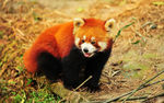 小浣熊