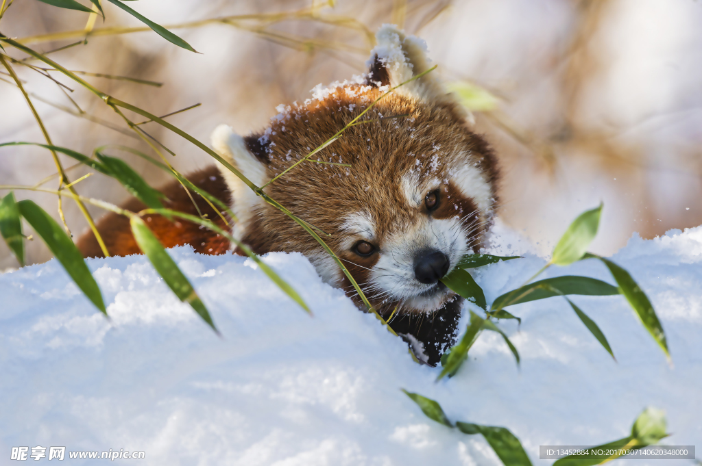 小浣熊