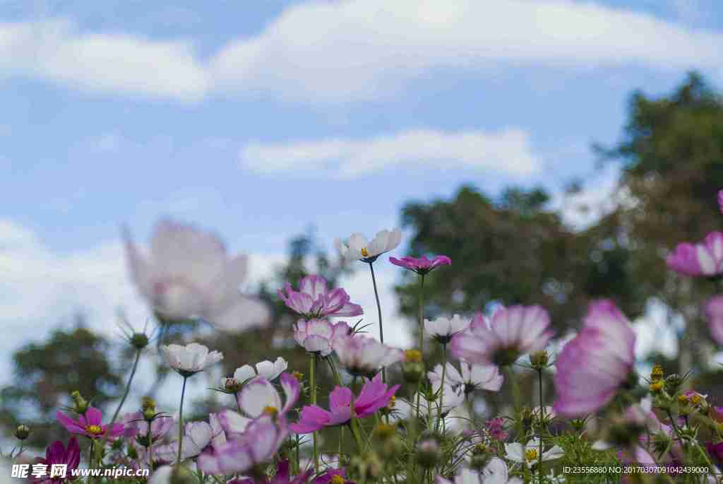 春游山花