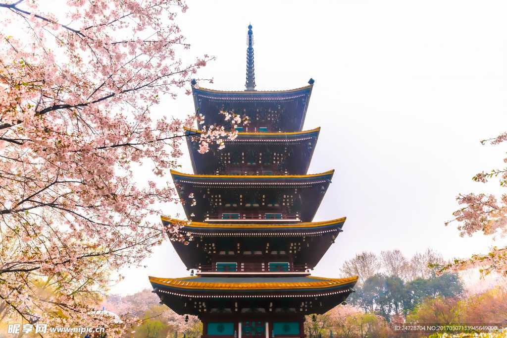 樱花 武汉