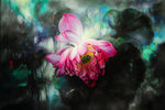 荷花油画