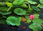 荷花油画