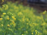 油菜花