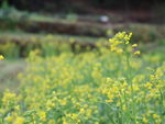 油菜花枝