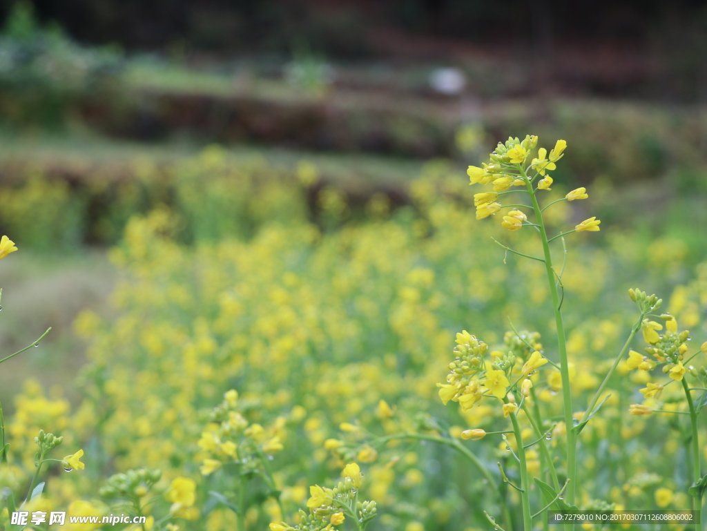 油菜花枝