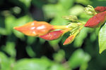 凌霄花