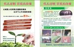 猪 溜溜宣传单