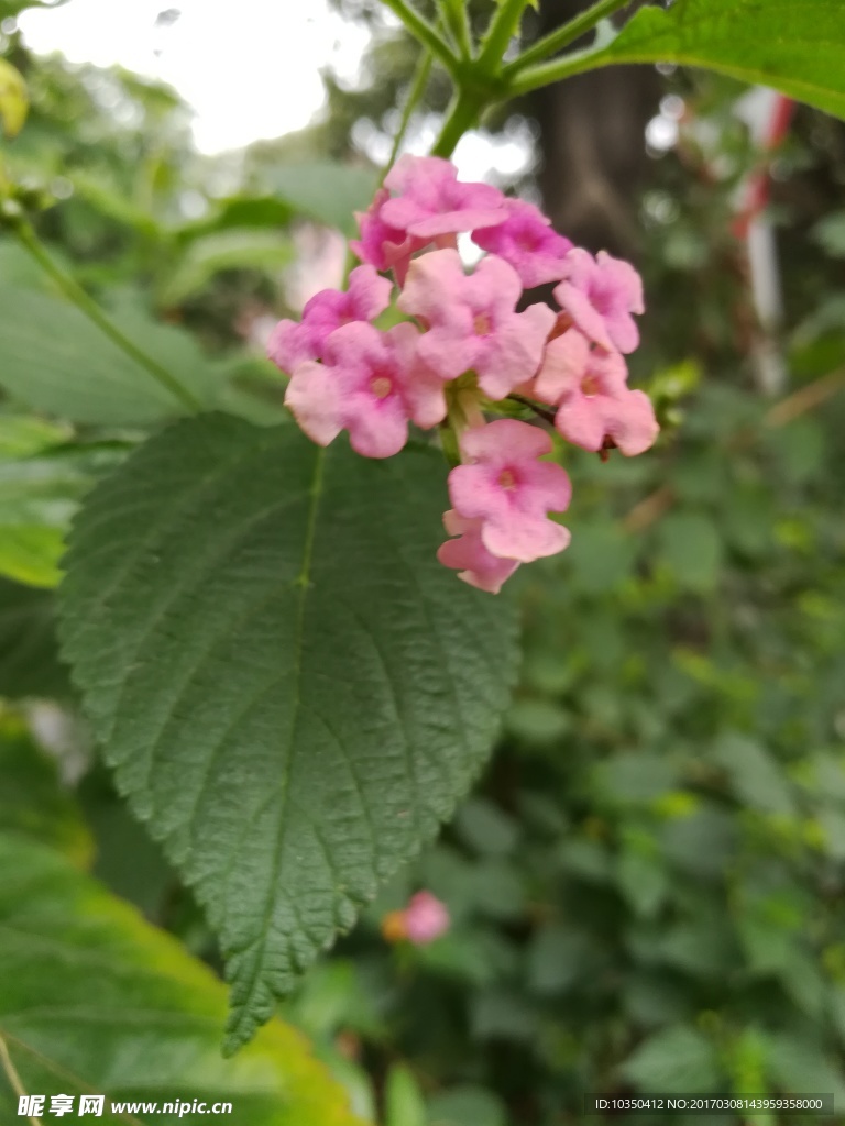 红色花朵