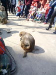 当代耍猴人 耍猴表演