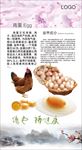 鸡蛋简介