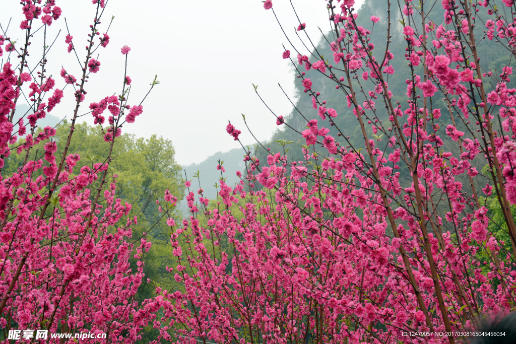 桃花