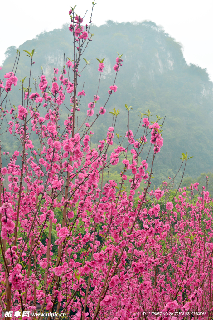 桃花