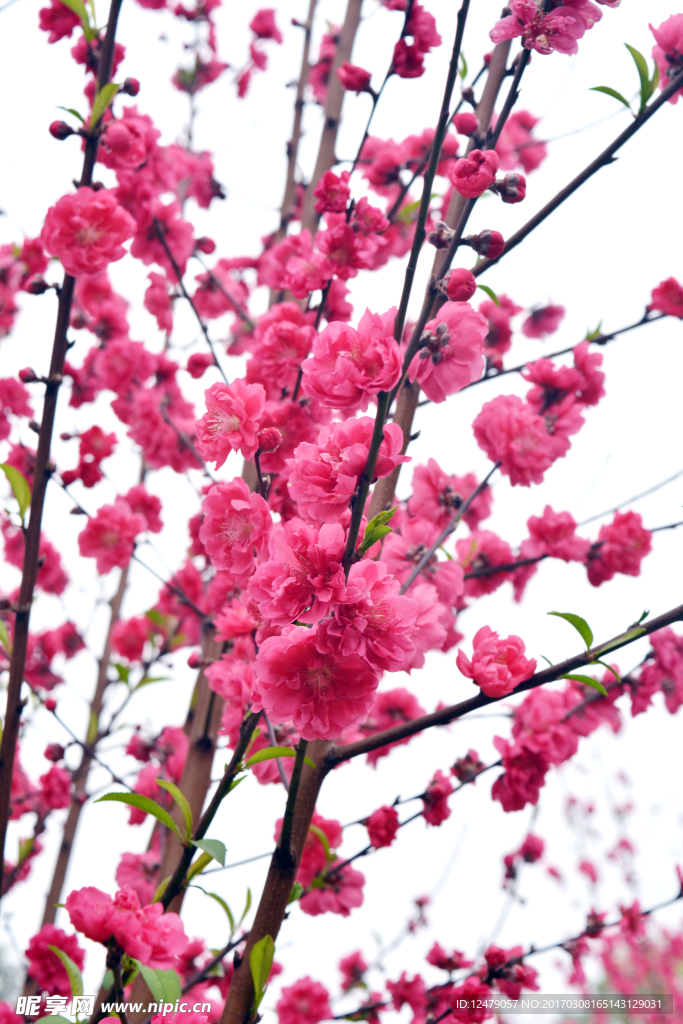 桃花