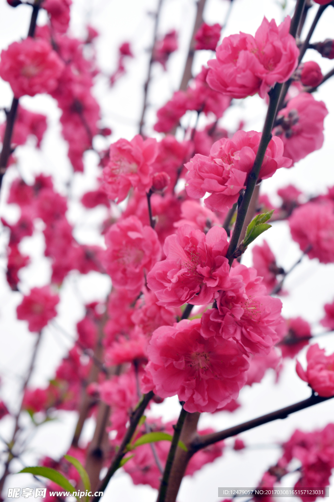 桃花