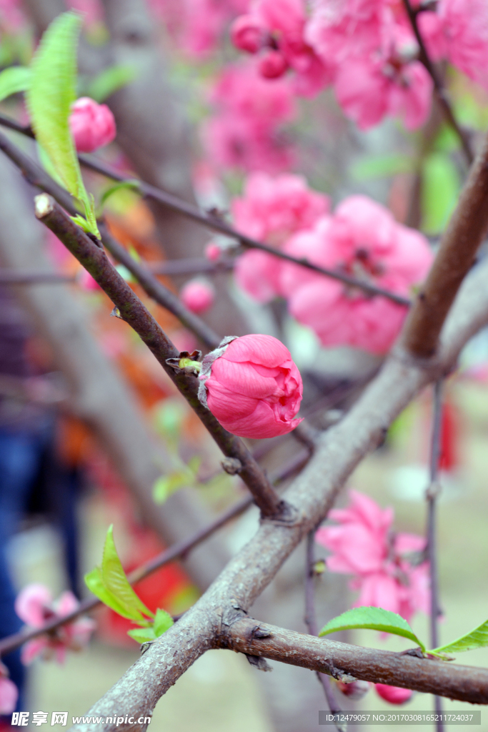 桃花