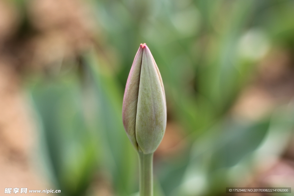 郁金香花蕾
