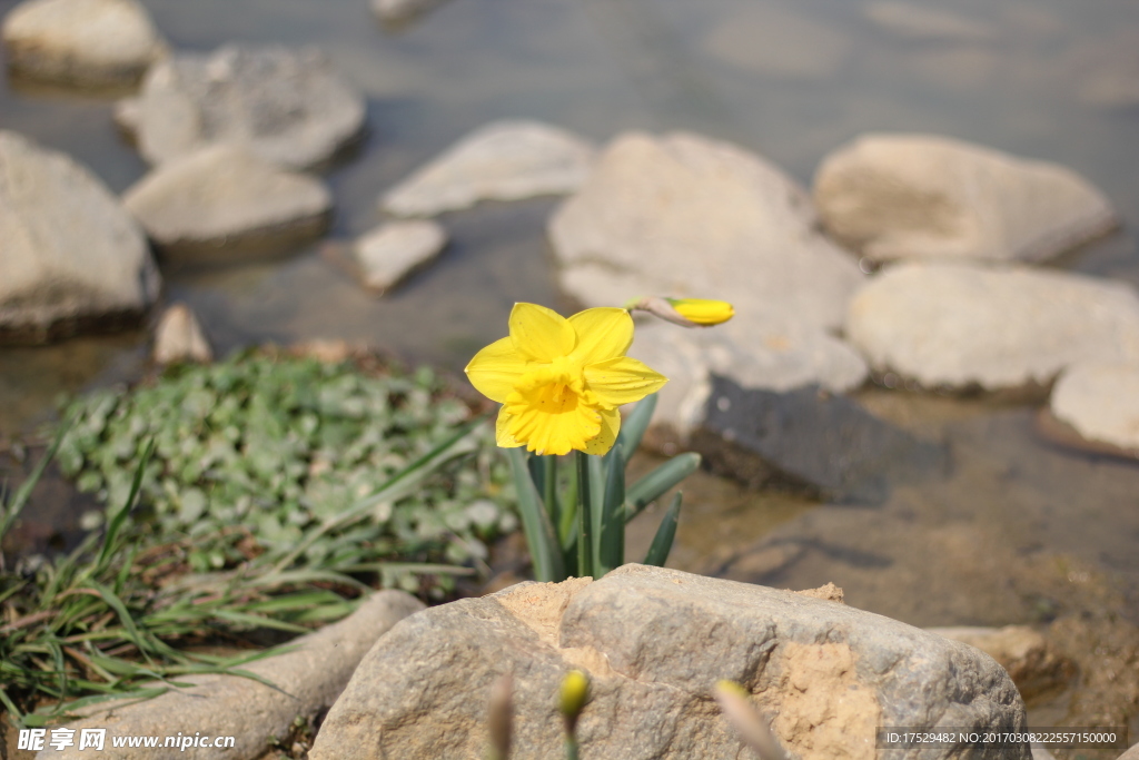 水仙花